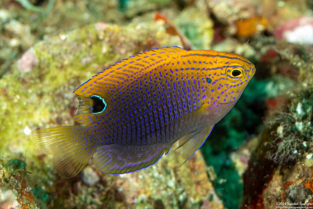 Pomacentrus vaiuli - Prinses Juffer - Mainit Point - Anilao - Filipijnen