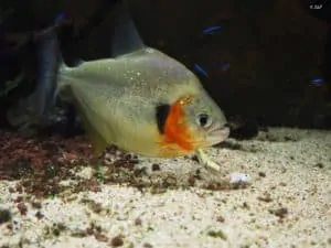 Serrasalmus eigenmanni - Roodhaak Piranha