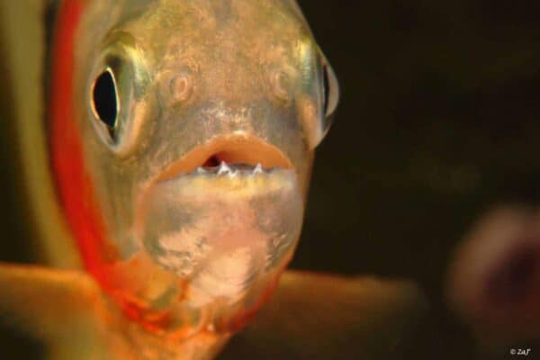 Serrasalmus eigenmanni - Roodhaak Piranha - Tanden