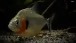 Serrasalmus eigenmanni - Roodhaak Piranha