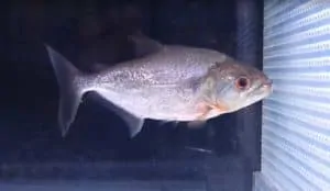 Serrasalmus elongatus - Snoek Piranha