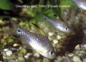 Oreichthys crenuchoides