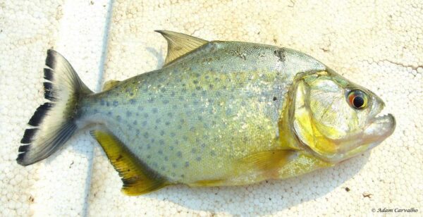 Serrasalmus maculatus - Maculatus Piranha - Rio Tocantins