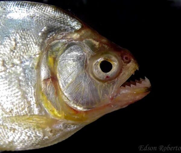 Serrasalmus maculatus - Maculatus Piranha