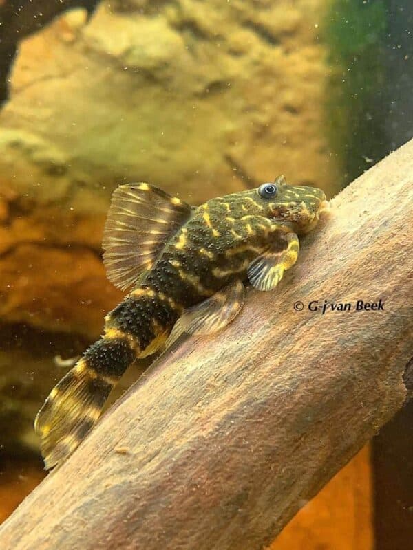 Panaqolus maccus - Clown Pleco