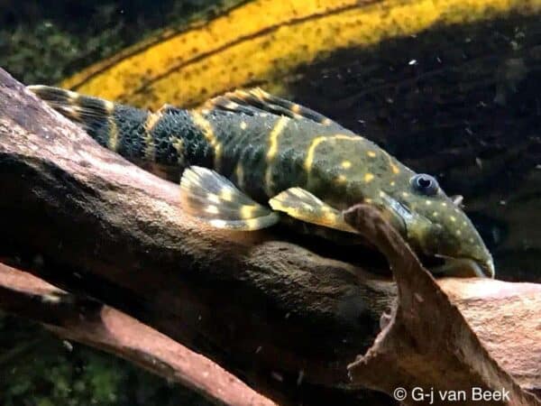 Panaqolus maccus - Clown Pleco - Man
