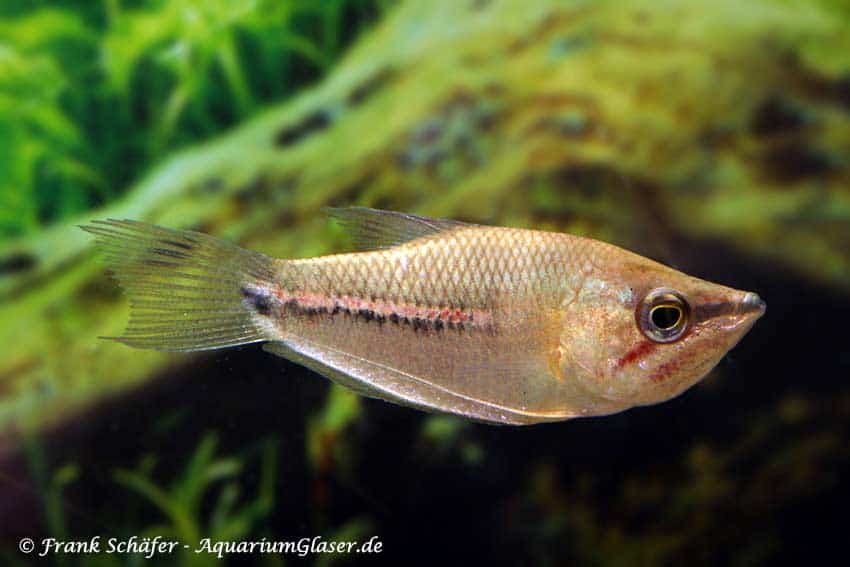Sphaerichthys acrostoma - Giant Chocolate Gourami - Image 2