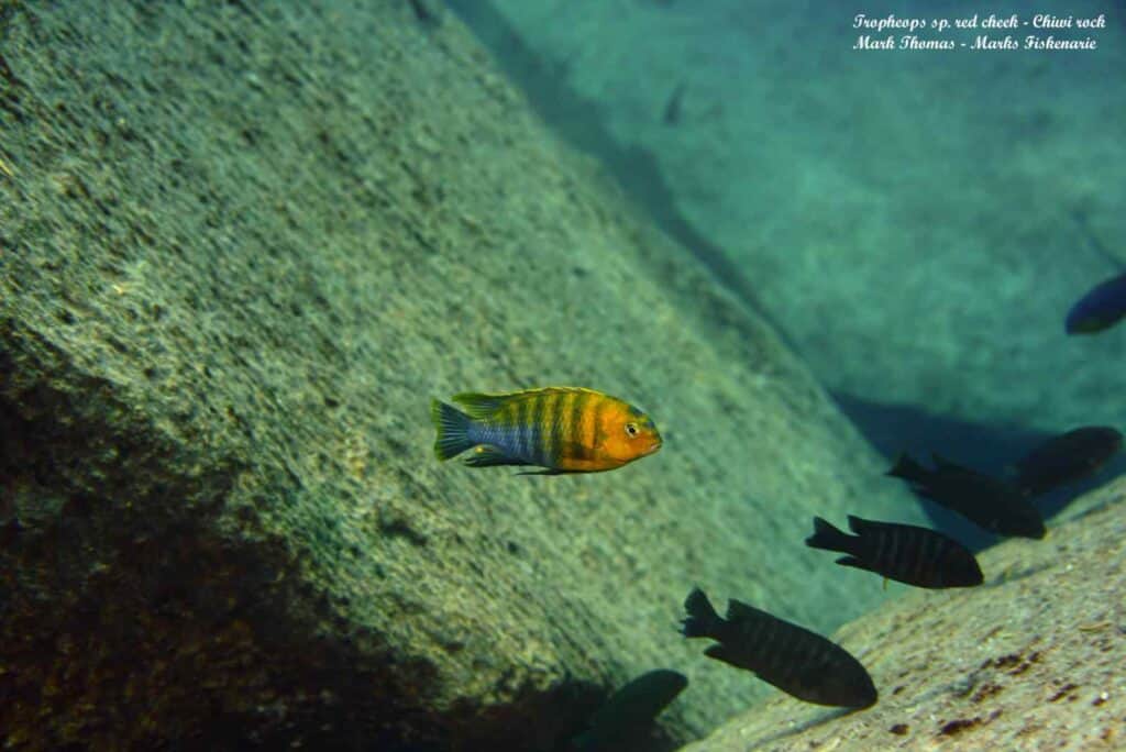 Tropheops sp. Red Cheek - Chiwi rock