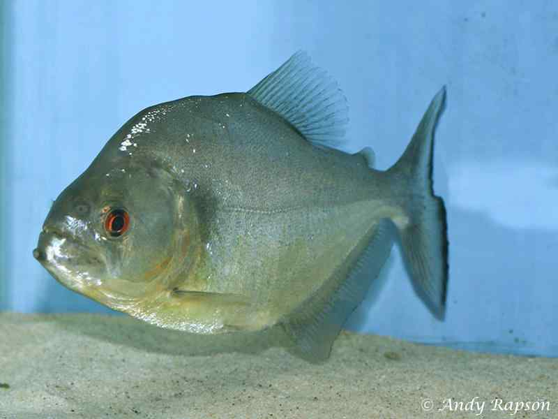 Serrasalmus rhombeus - Red Eye Piranha