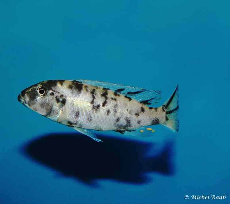 Genyochromis mento - Lundo