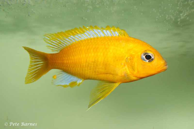 Maylandia barlowi - Mbenji Island