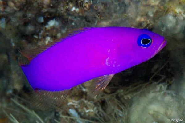 Pictichromis porphyrea - Magenta Dwergbaars