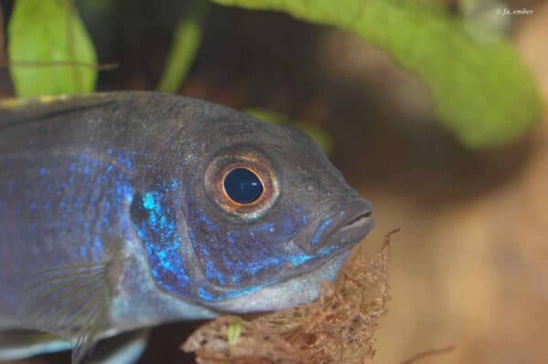 Pseudotropheus elegans - Vrouw met eieren in haar muil