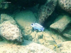 Labidochromis sp. 'gigas mara' bij Mara Rocks