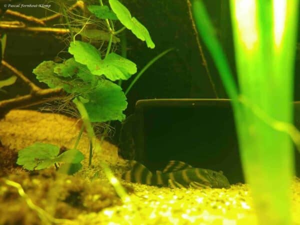Panaqolus sp. L397