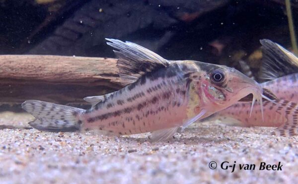 Corydoras robustus