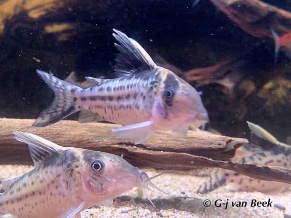 Corydoras robustus