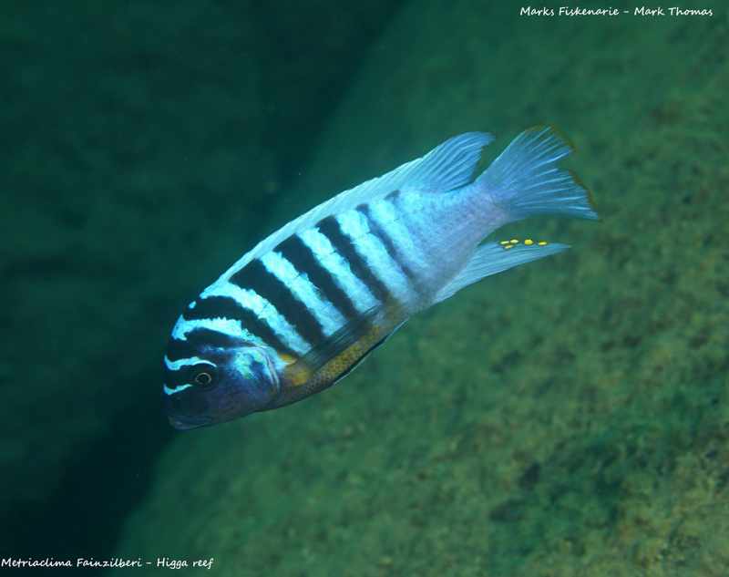 Maylandia fainzilberi - Higga Reef