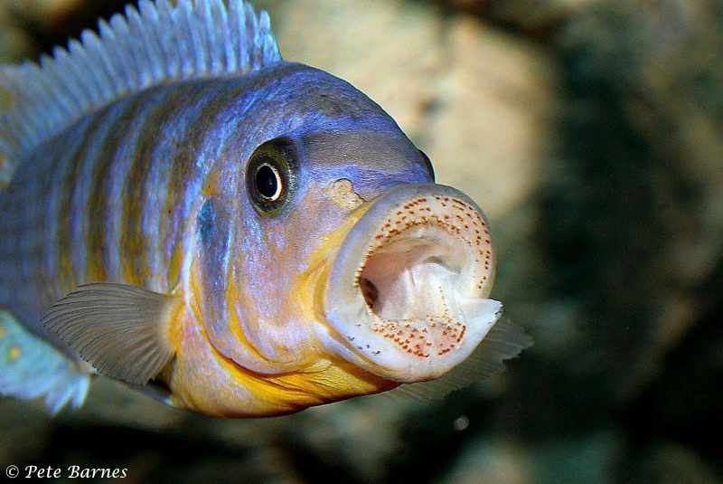 Maylandia fainzilberi - Ikombe
Clearly visible are the teeth used to scrape the aufwuchs from the rocks.