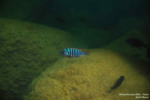 Metriaclima fainzilberi - Puulu