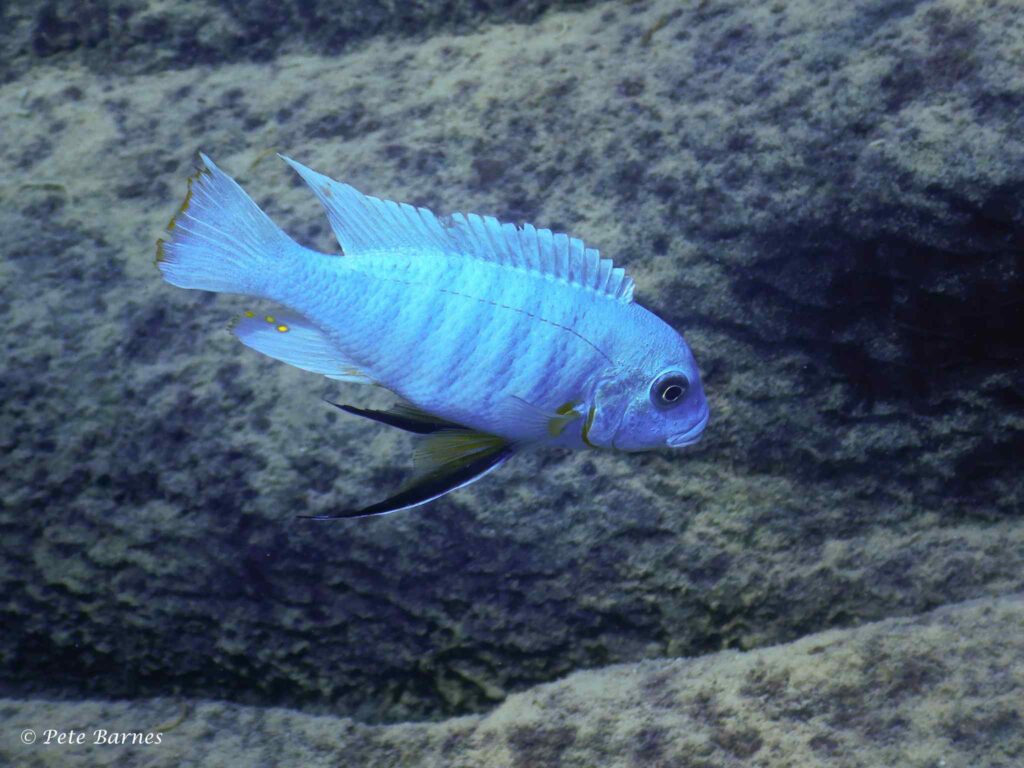 Metriaclima fainzilberi at Mara Rocks