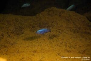 Metriaclima sp. Msobo Heteropictus - Thumbi Reef