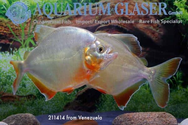 Pygopristis denticulata - Gouden Piranha - Venezuela