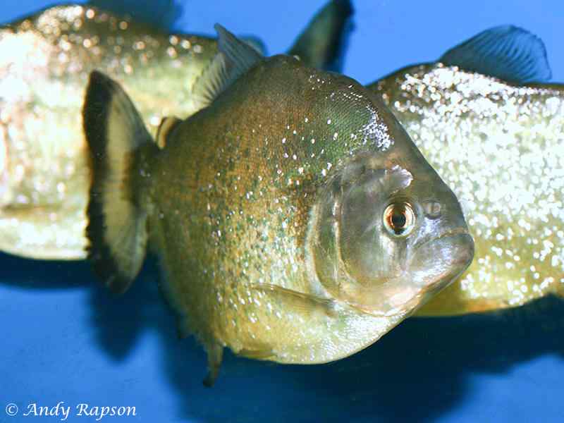 Serrasalmus spilopleura,Speckled Piranha