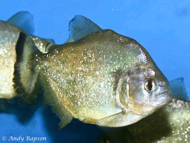 Serrasalmus spilopleura,Speckled Piranha