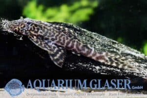 Panaqolus sp L351 - Juveniel