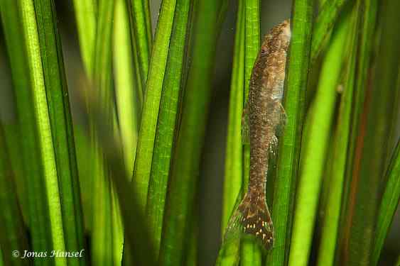 Otothyropsis piribebuy