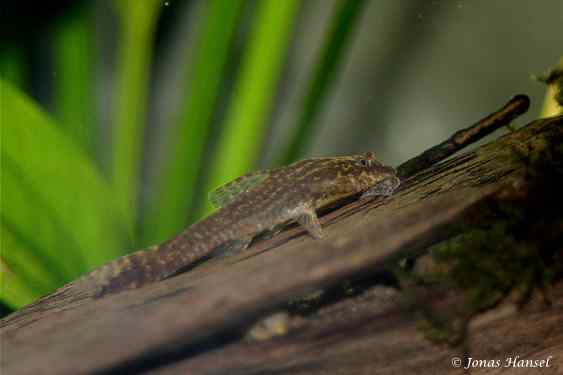 Otothyropsis piribebuy