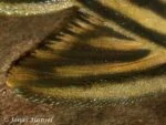 Panaque cf. armbrusteri 'tocantins' - L027c - Close up borstvin