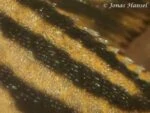 Panaque cf. armbrusteri 'tocantins' - L027c - Close up huid