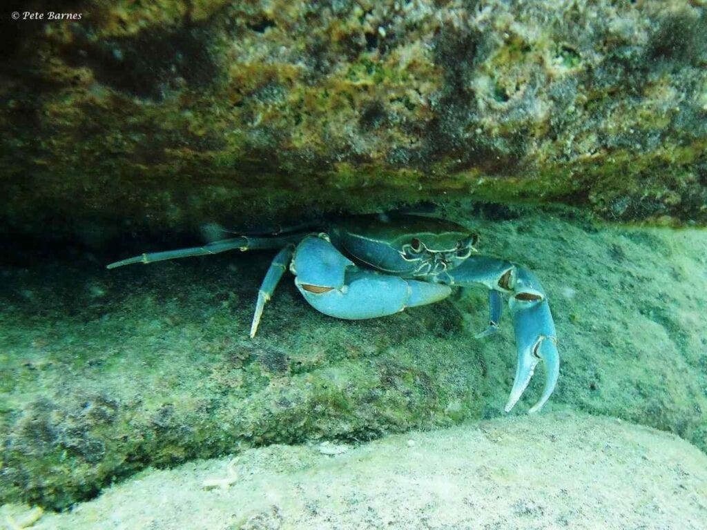 Potamonautes lirrangensis - Blauwe Malawi Krab - Kawanga