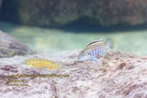 Labidochromis joanjohnsonae - Mitande Reef