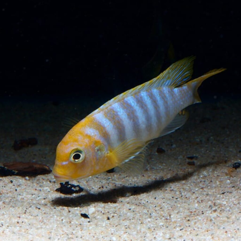 Metriaclima hajomaylandi