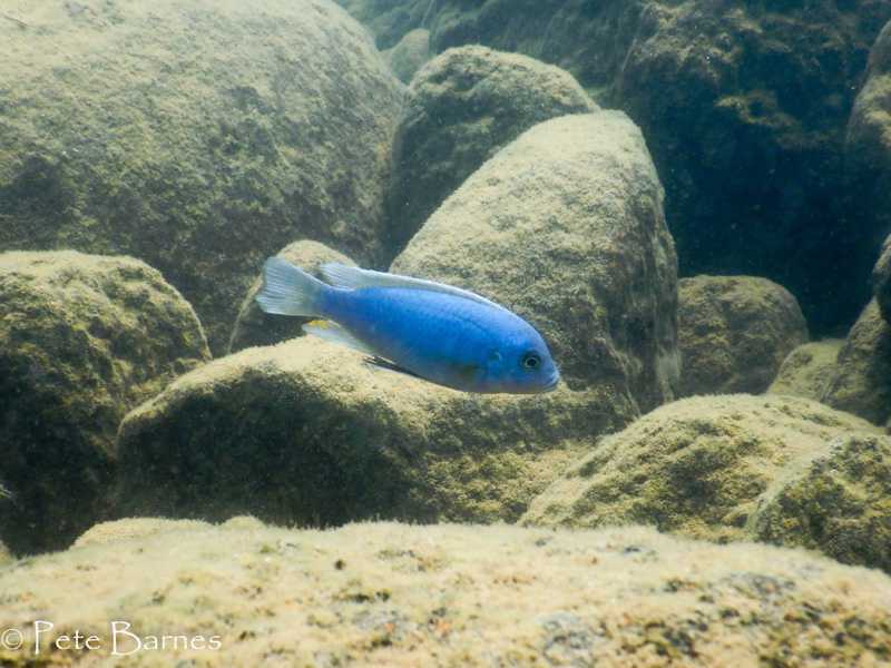 Metriaclima xanstomachus - Namalenje Island