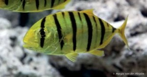 Gnathanodon speciosus - Gouden Makreel