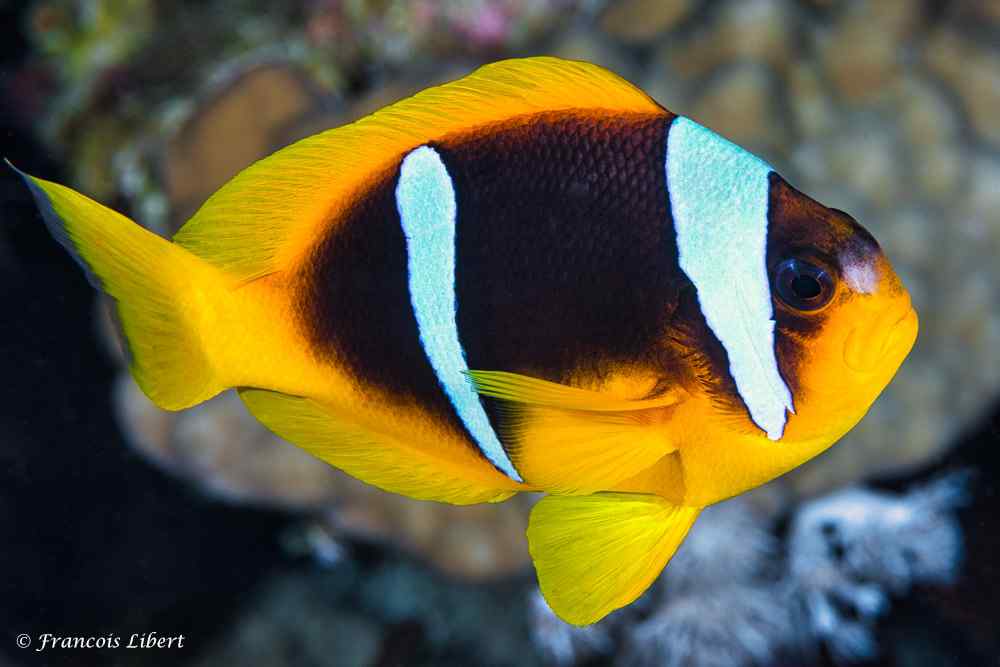 Amphiprion bicinctus - Tweeband Anemoonvis 6 Amphiprion bicinctus – Tweeband Anemoonvis