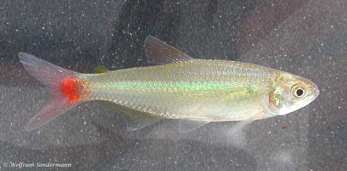 Aphyocharax pusillus 1 Aphyocharax pusillus