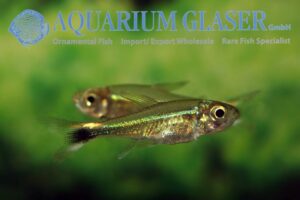 Hemigrammus hyanuary - Groene Neon