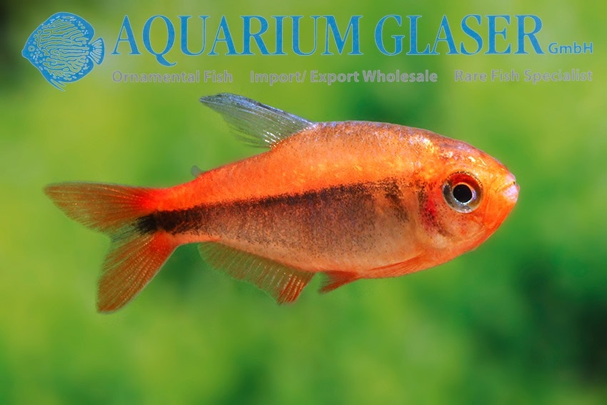 Vuurmier Tetra