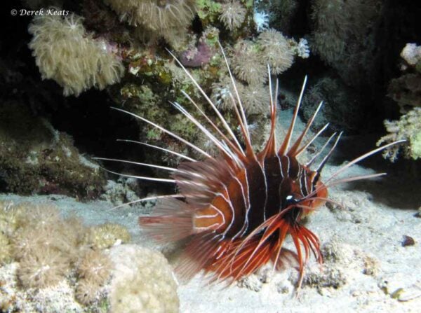 Pterois radiata - Bruine Koraalduivel