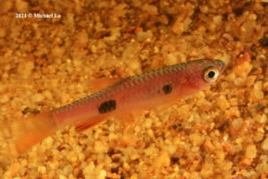 Rasbora kalochroma