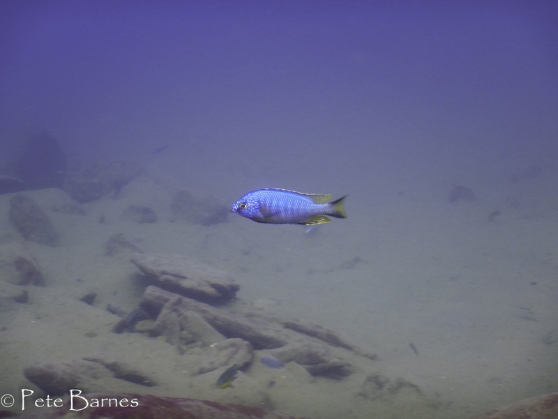 Copadichromis atripinnis at Border
