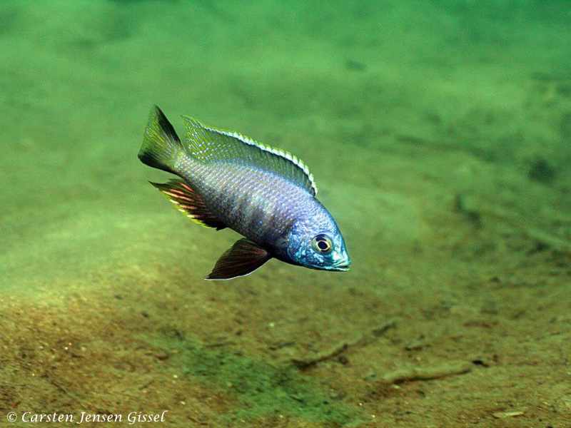 Copadichromis atripinnis na Chiofu Bay