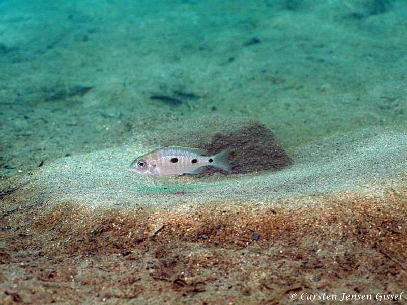 Copadichromis atripinnis at Chiofu Bay