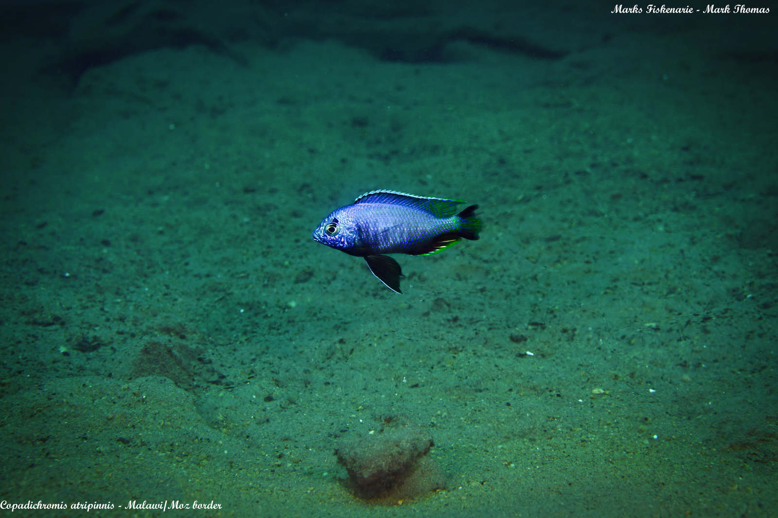 Copadichromis atripinnis