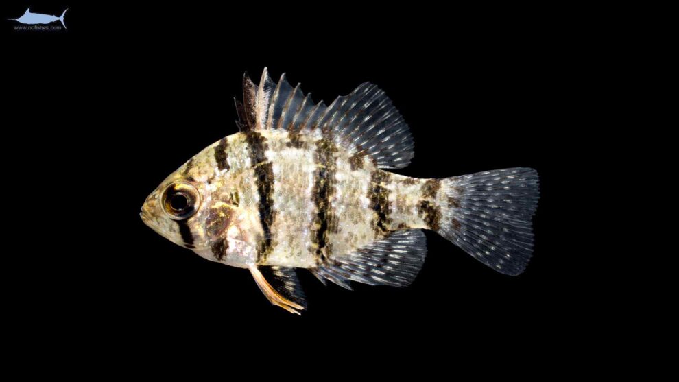 Enneacanthus chaetodon - Schijfbaars
